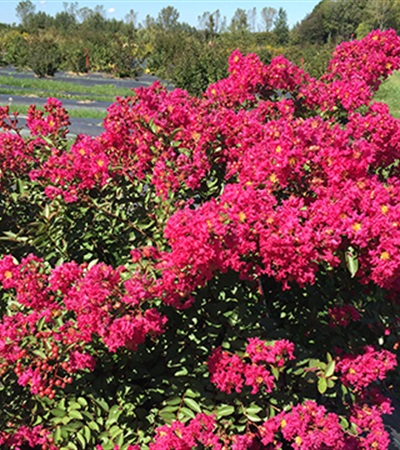 Crape Myrtle Infinitini Watermelon®